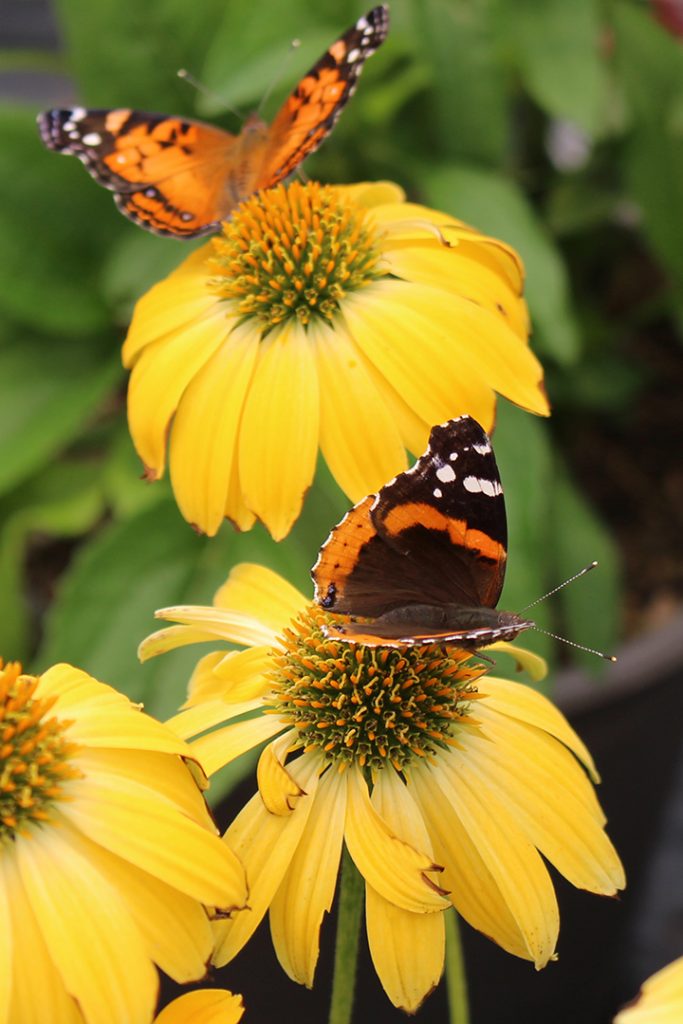 Create a haven for butterflies!