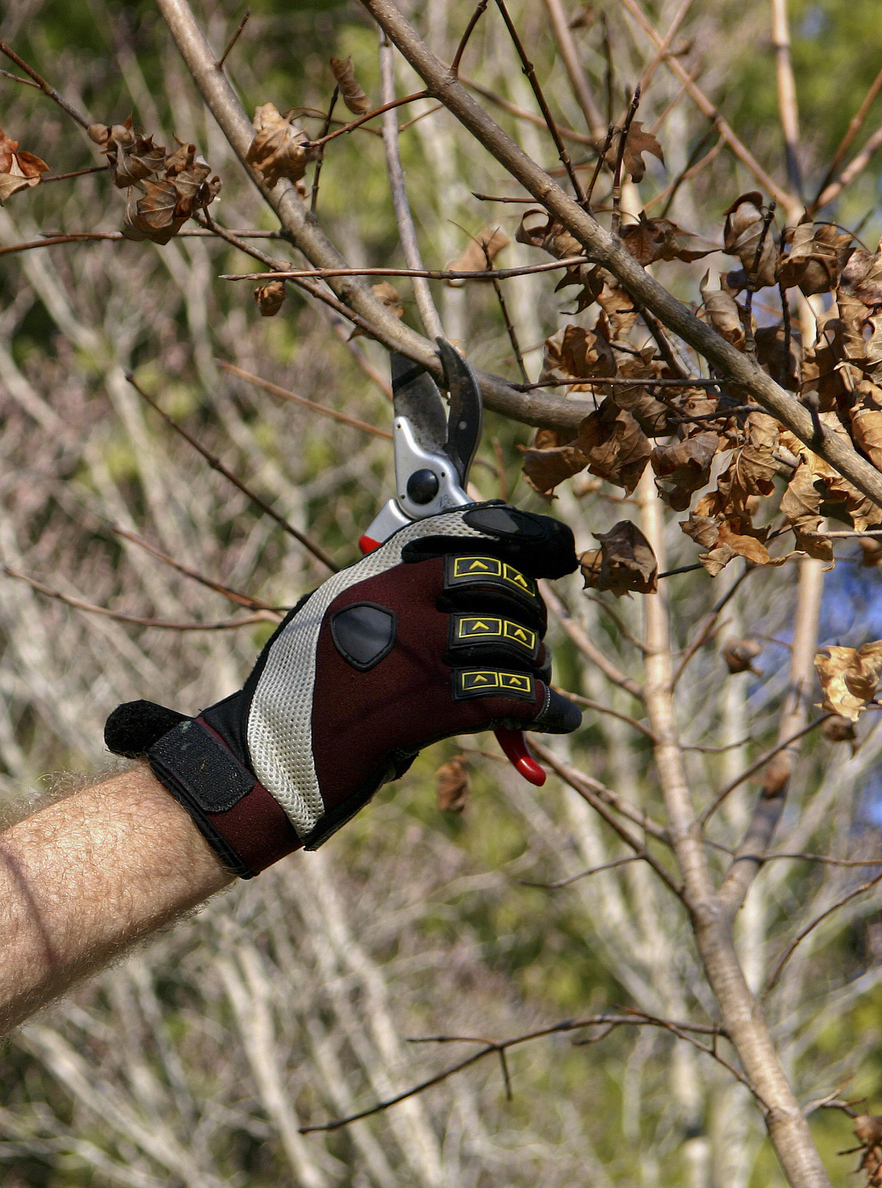 Shaping and pruning your tree