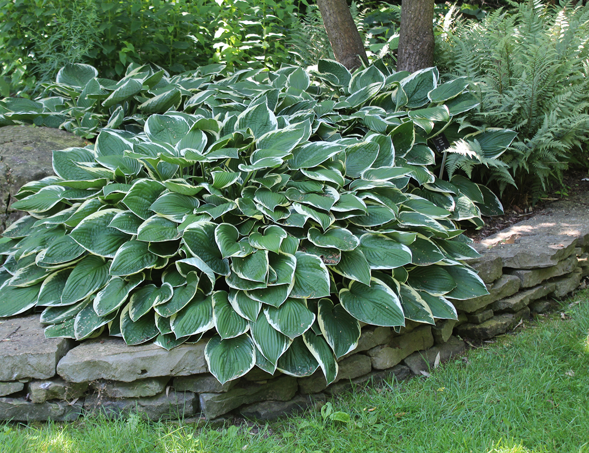 Medallion<sup>TM</sup> Plants that can help you out: