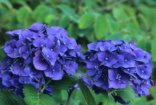 Macrophylla Purple